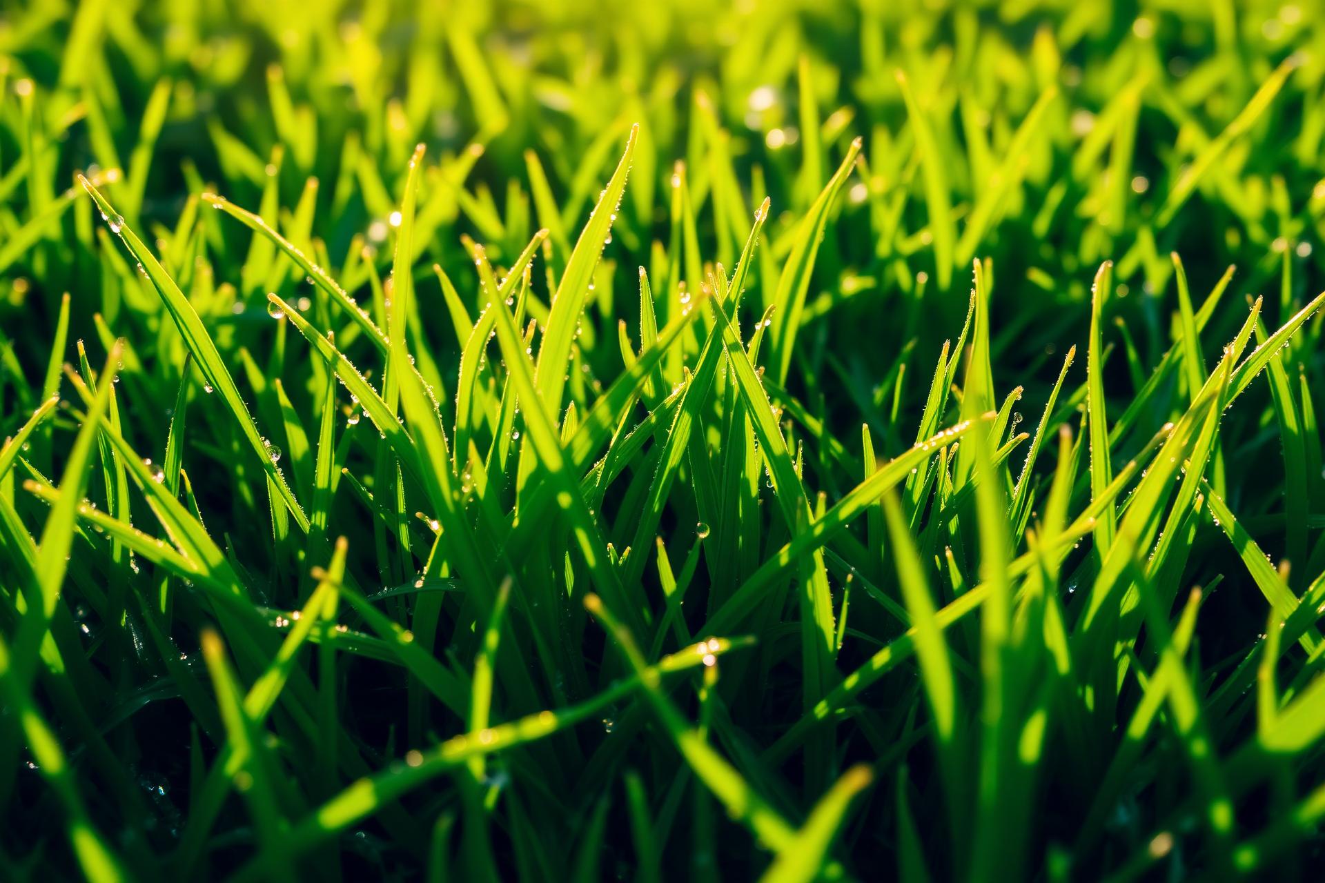 Fresh Bermuda Tifway 419 sod